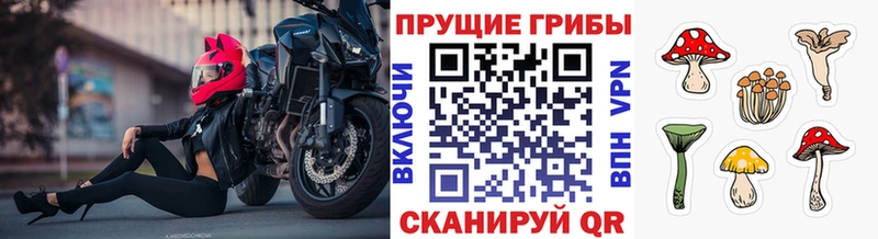 как найти закладки  Голицыно  Псилоцибиновые грибы GOLDEN TEACHER 